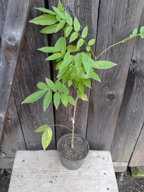 glicina roz 30-40cm=20lei