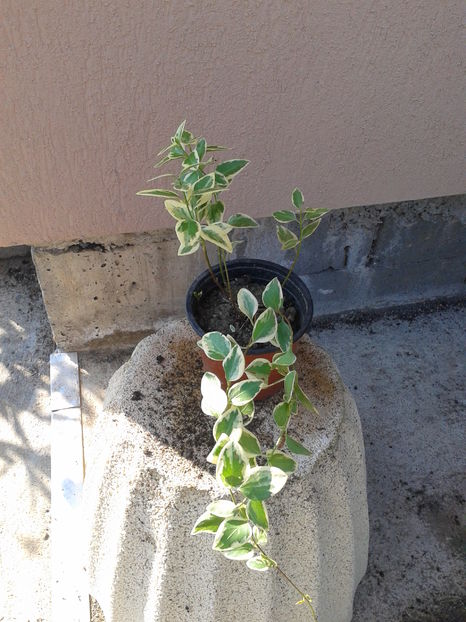 vinca variegata 12lei