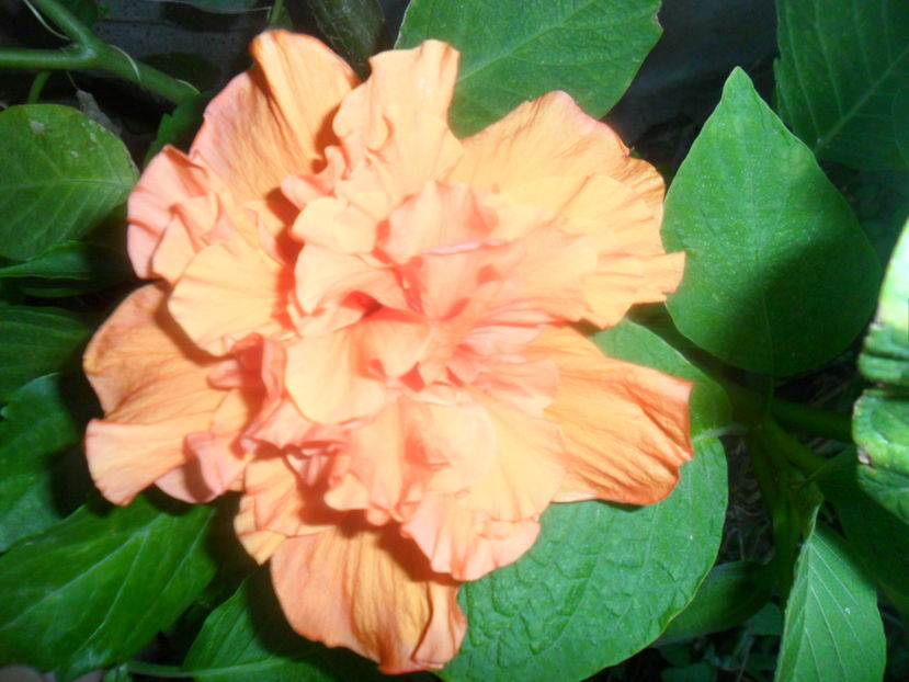  - hibiscusi 2016-6