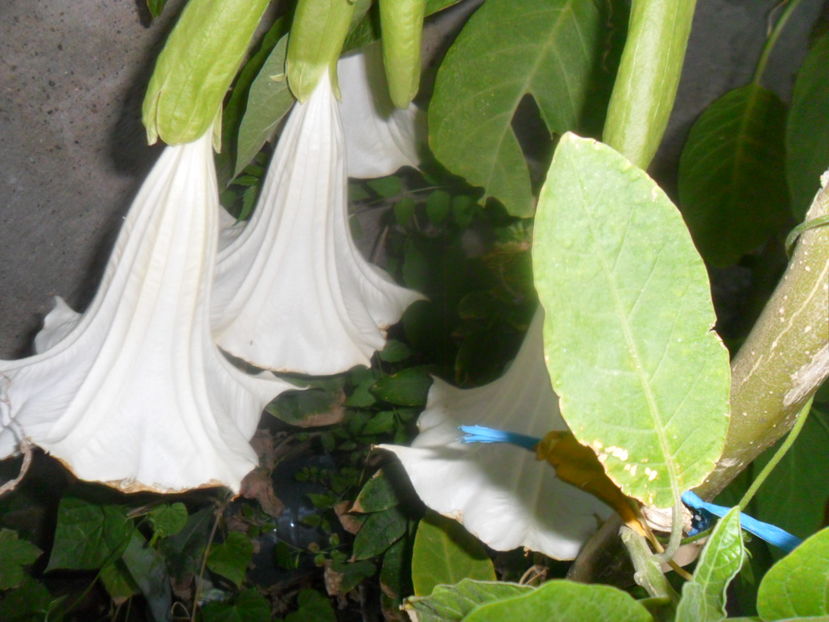  - hibiscusi 2016-6