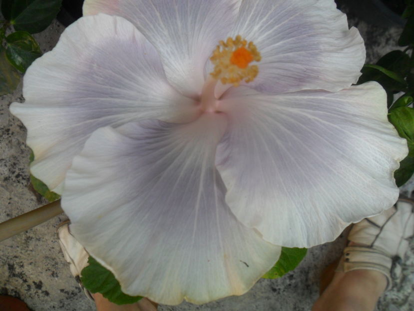  - hibiscusi 2016-6