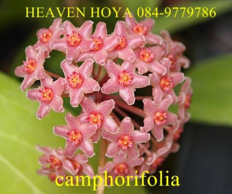  - H-Caphorifolia