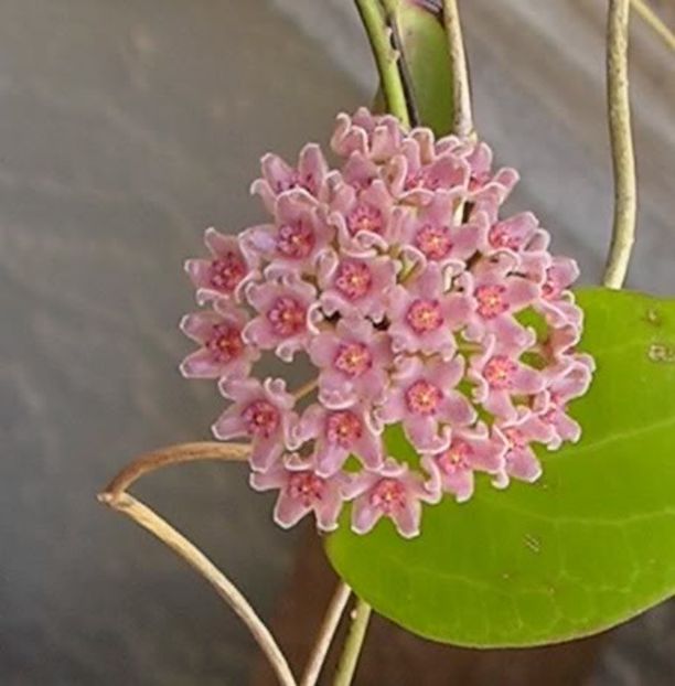 camphorifolia1-1 - H-Caphorifolia