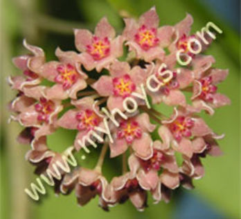 flowers - H-Caphorifolia