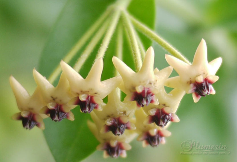 densifolia_dark_form_1 - H-Densifolia Turczninow