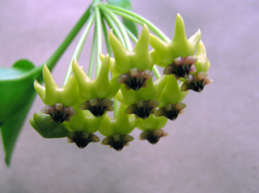 h_densifolia - H-Densifolia Turczninow