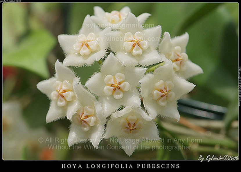 3707501198_066b53005a_z - H-Longifolia