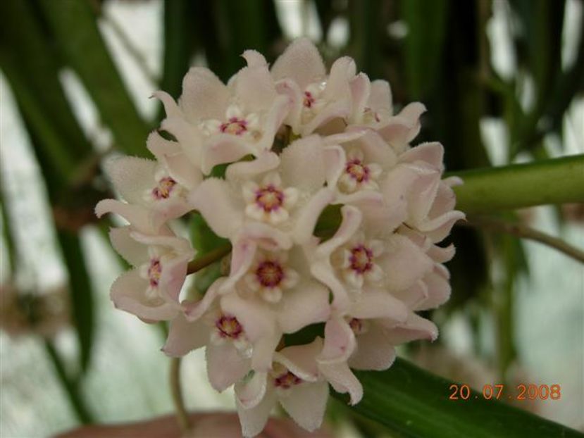 fiore_hoya_longifolia1_small_214 - H-Longifolia