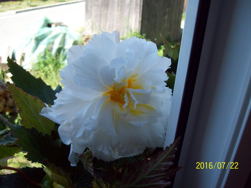  - Begonia