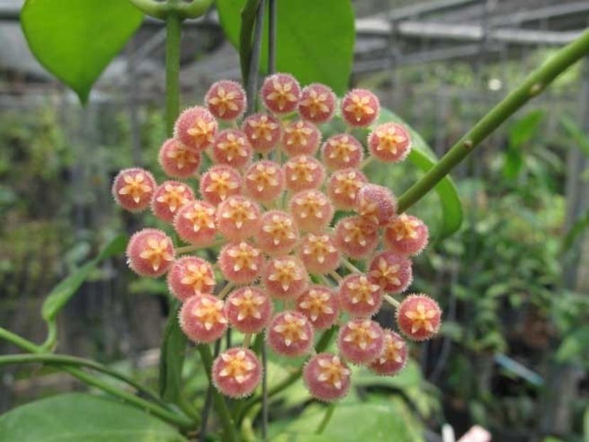 Hoya_rosarioae