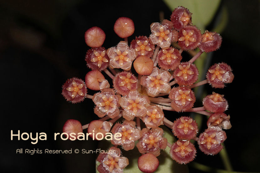 rosarioae-6676 - H-Rosarioaie
