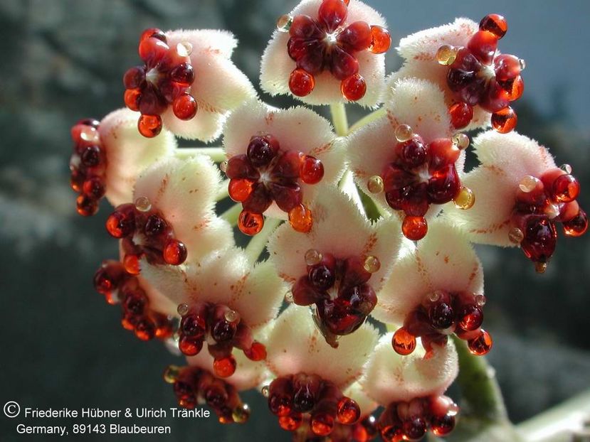 Hoya kerrii 001