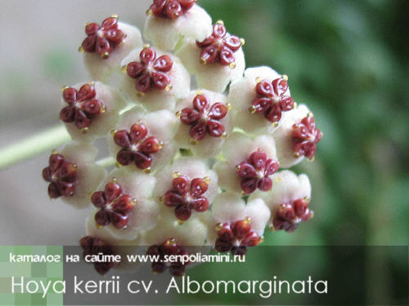 Hoya_kerrii_Albomarginata