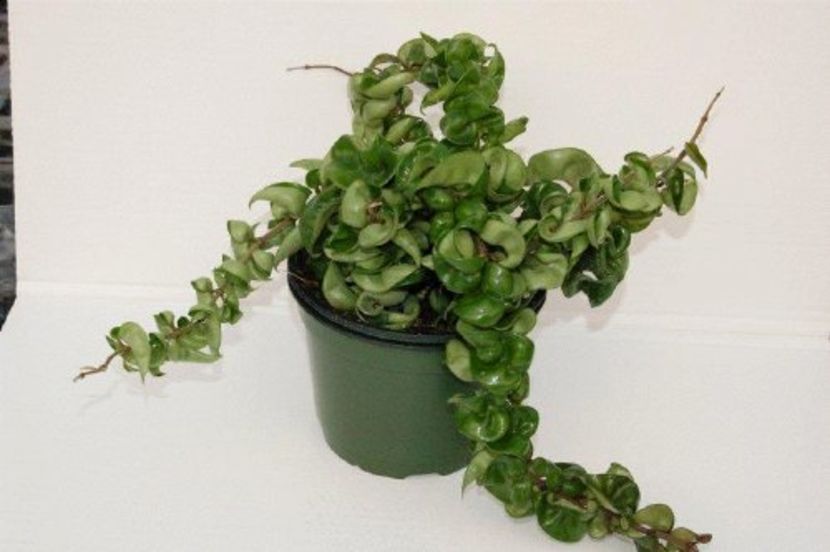 Hoya compacta green rope 6 inch - H-Compacta HOYA