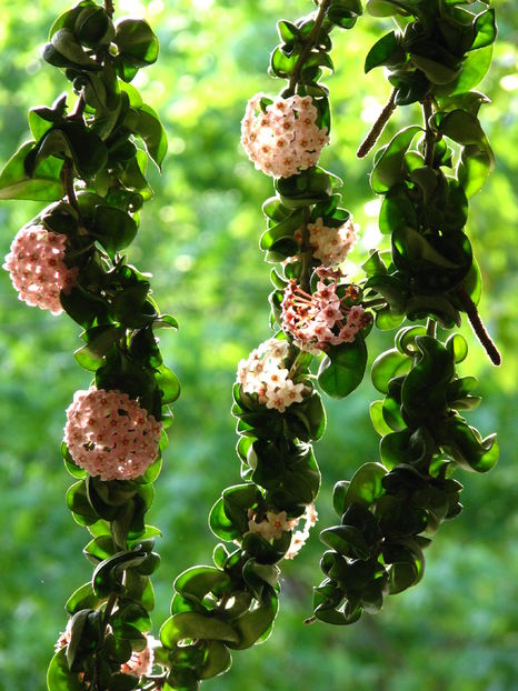 Hoya_compacta_18 - H-Compacta HOYA