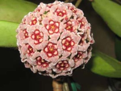 hoyamel - H-hoya meliflua