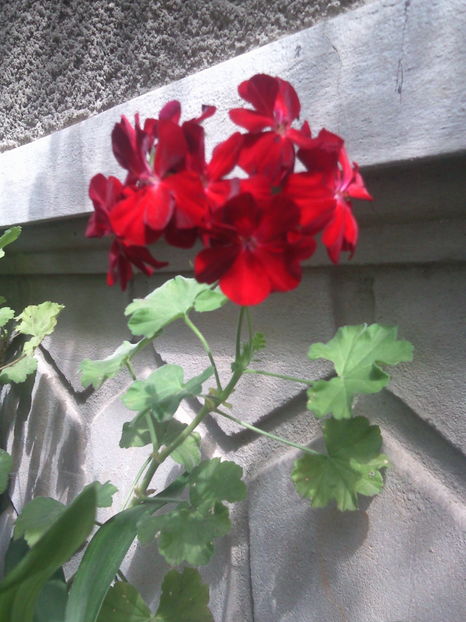 muscata rosie aprins