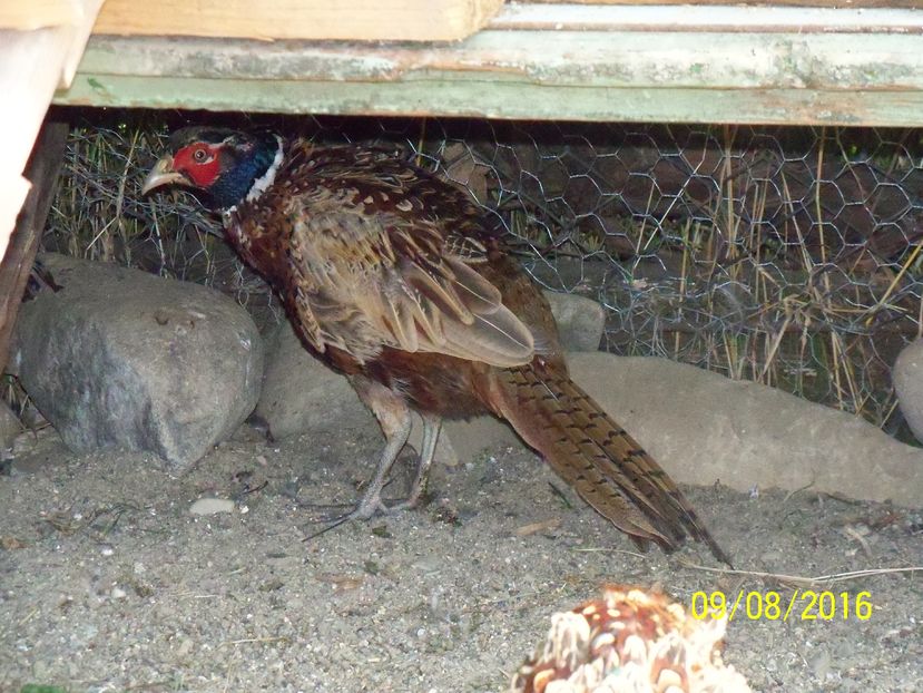 ; mascul de fazan la 3 luni si
