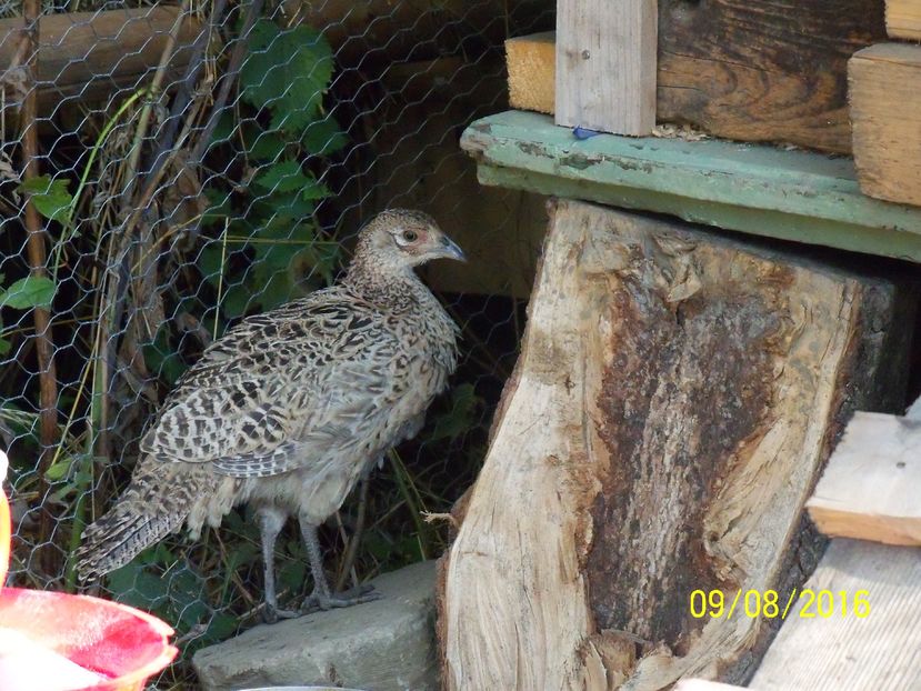 ; femela de fazan la 3 luni si
