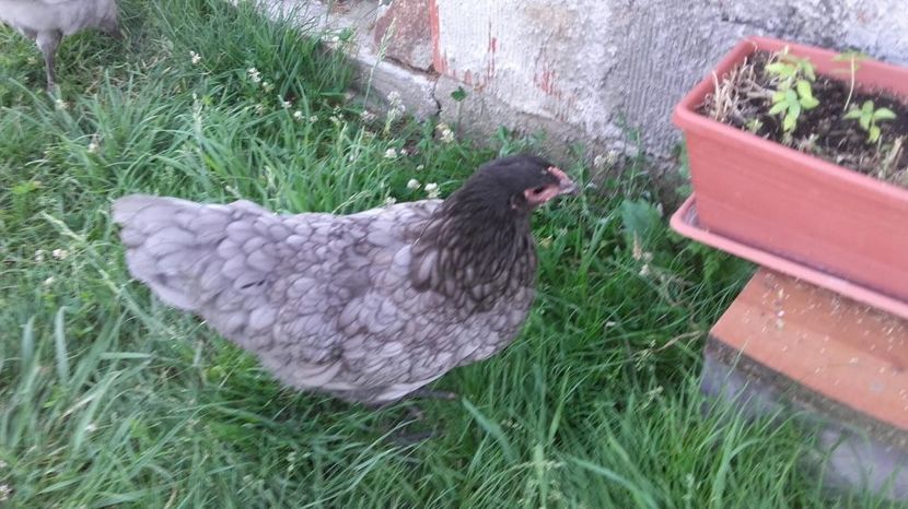 temp0 - Australorp  blue