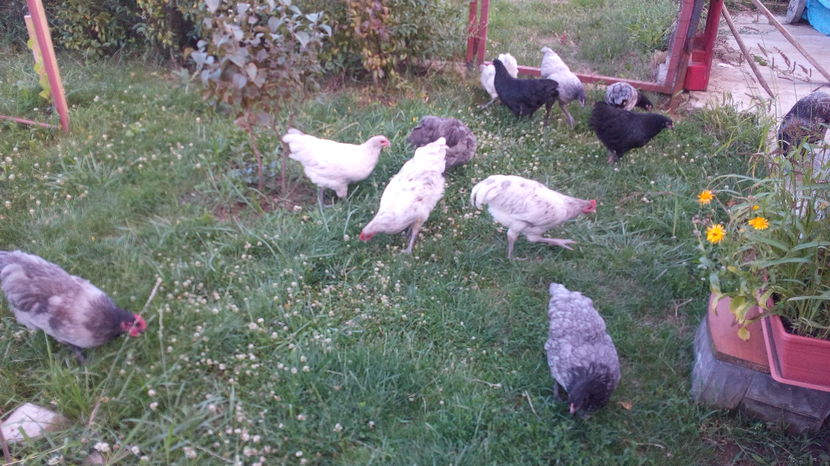  - Australorp  blue