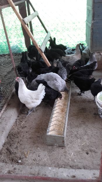  - Australorp  blue