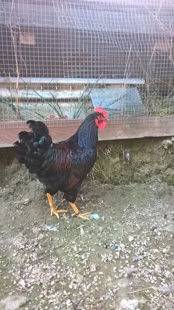 Treaba voastră...io știu că-s mândru! :D