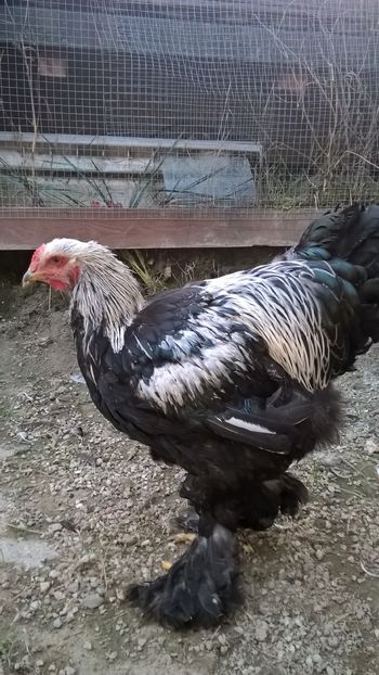  - Brahma Herminat Închis