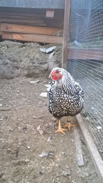  - Wyandotte argintiu