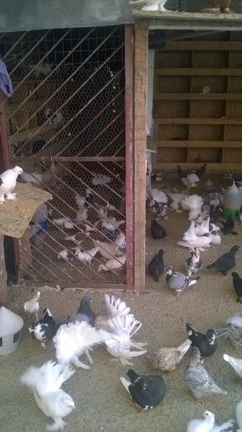 14287634_1189098784480869_460527256_n