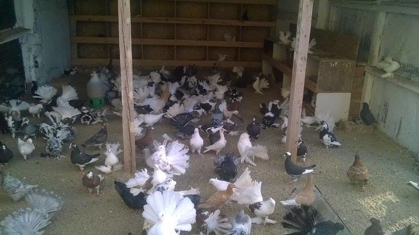 14256242_1189098891147525_934939612_n