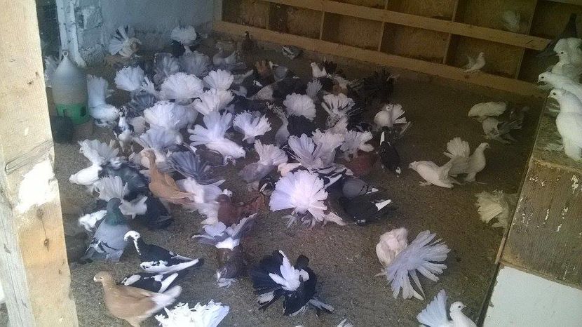 14256458_1189098921147522_1877071113_n