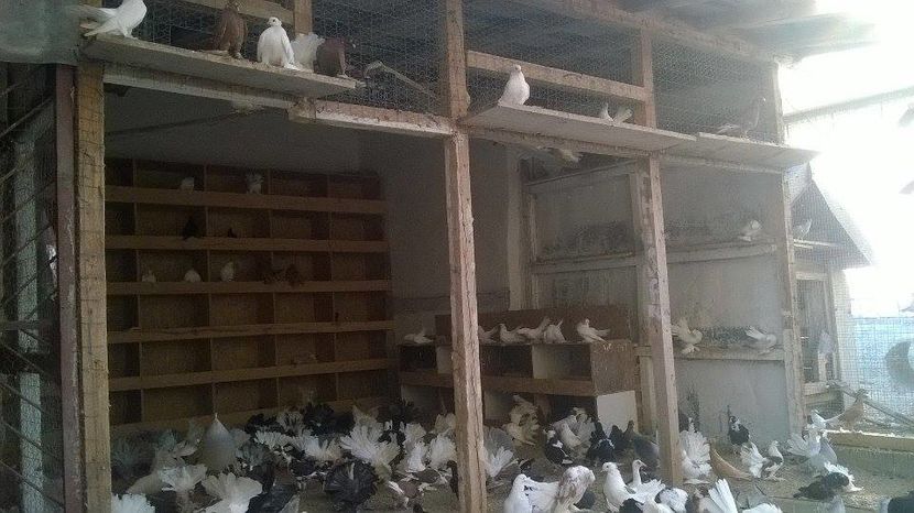 14249260_1189099101147504_996257004_n