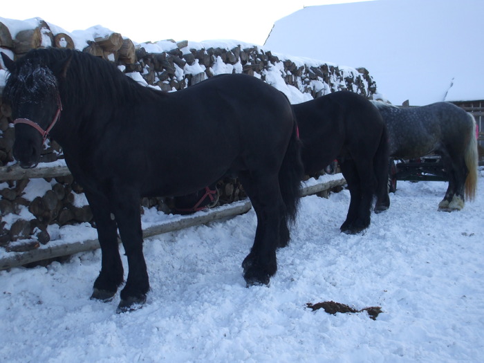 suru si negrii-03.02.2010 023 - Black and grey horses