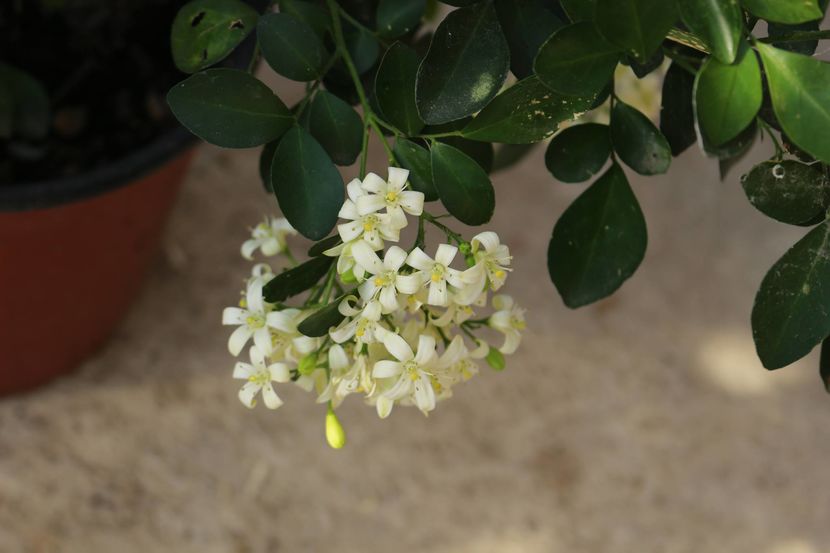 - Plante ghiveci