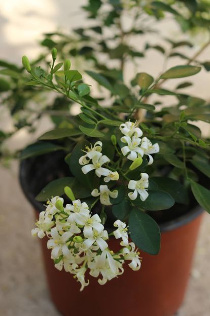  - Plante ghiveci