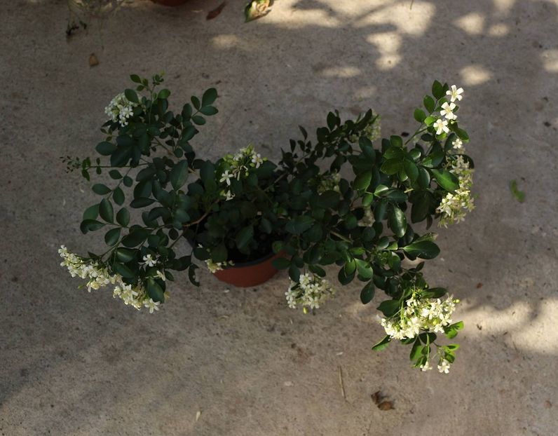  - Plante ghiveci