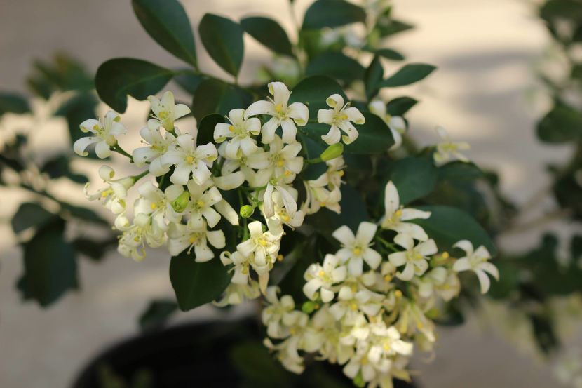  - Plante ghiveci