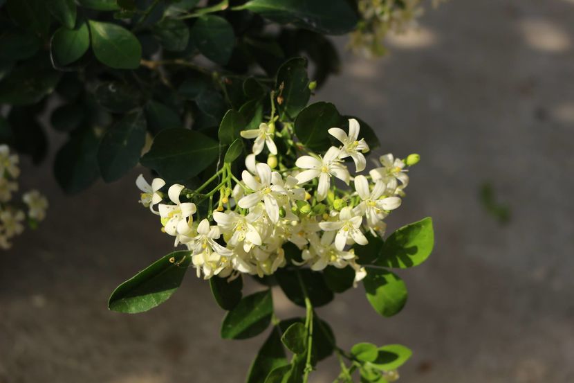  - Plante ghiveci