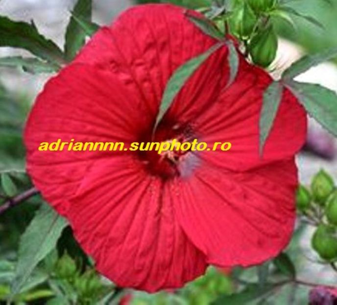 Hibiscus Fireball