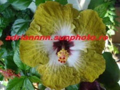 Hibiscus Joseph Domino