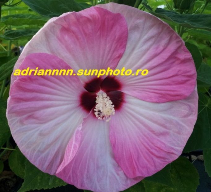 Hibiscus Luna Pink swirl - SEMINTE de HIBISCUS de VANZARE