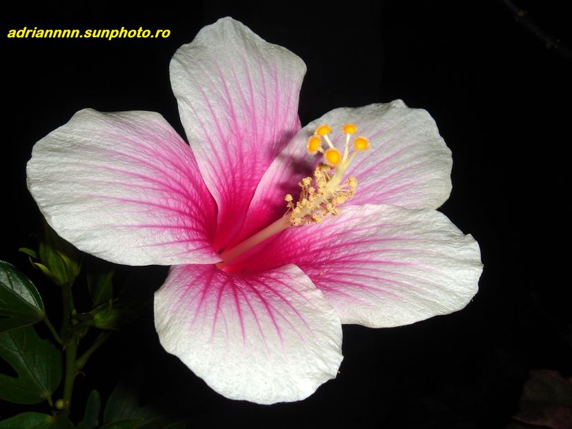 Hibiscus Rosa Sinensis White Pink - SEMINTE de HIBISCUS de VANZARE