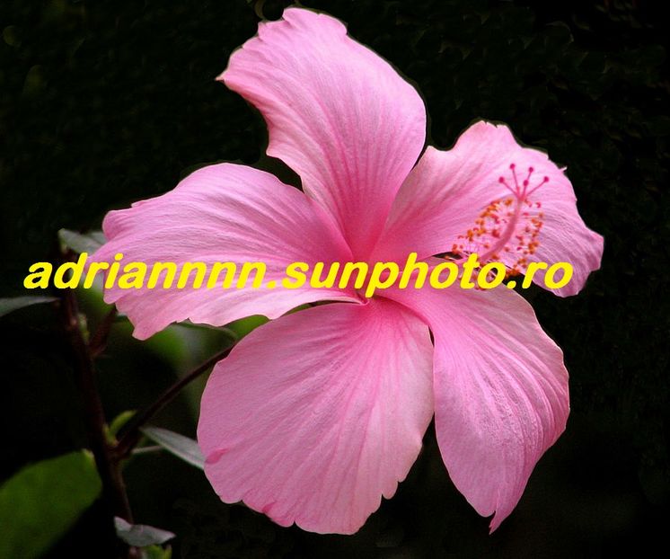 Hibiscus Pink - SEMINTE de HIBISCUS de VANZARE