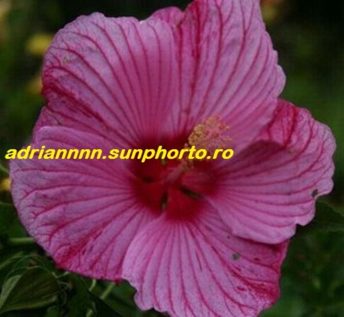 Hibiscus Peppermint Schnapps - SEMINTE de HIBISCUS de VANZARE