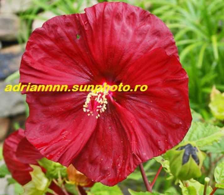 Hibiscus Robert Fleming - SEMINTE de HIBISCUS de VANZARE