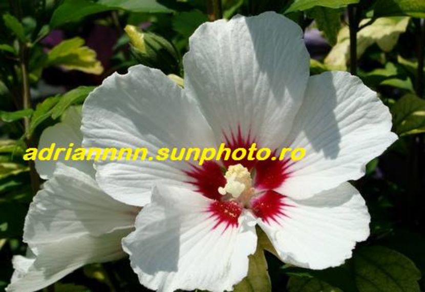 Hibiscus Syriacus - SEMINTE de HIBISCUS de VANZARE