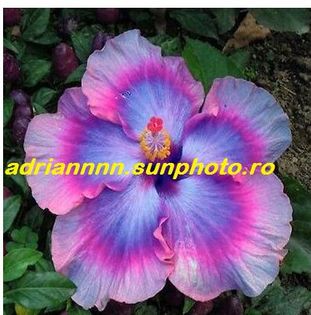 Giant Hibiscus Exotic Coral