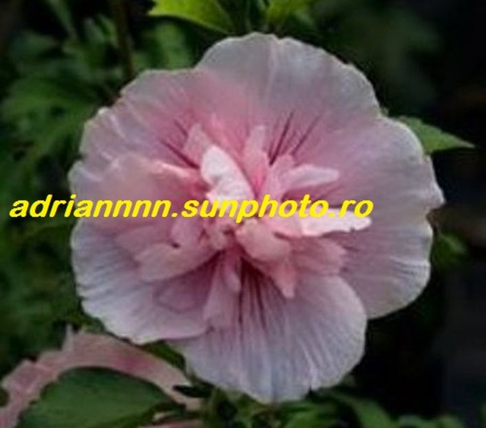 Hibiscus Althea Pink chiffon - SEMINTE de HIBISCUS de VANZARE