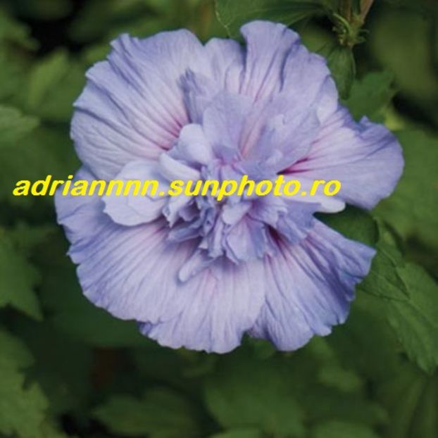 Hibiscus Althea Blue chiffon - SEMINTE de HIBISCUS de VANZARE